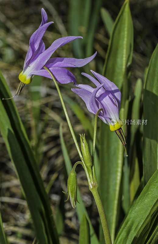 12 decatheon jeffreyi是报春花家族中的一种开花植物，俗称塞拉流星或杰弗里流星。因约县洋葱谷;因约国家森林，内华达山脉东部，加利福尼亚州。